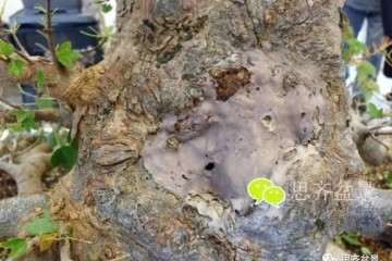 图解 三角枫盆景的树洞怎么愈合的方法