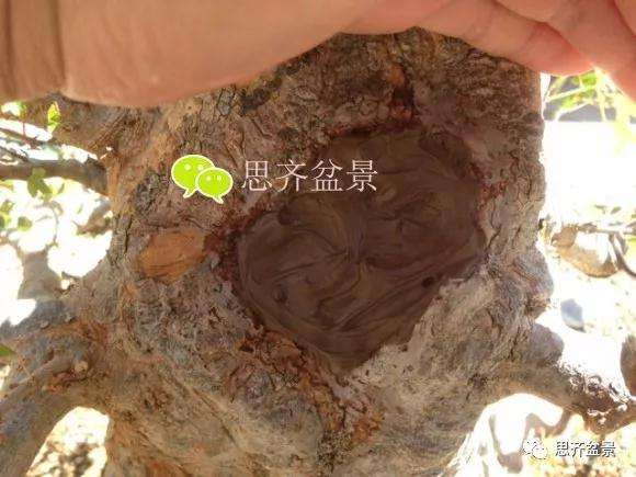 三角枫盆景的树洞怎么愈合的方法