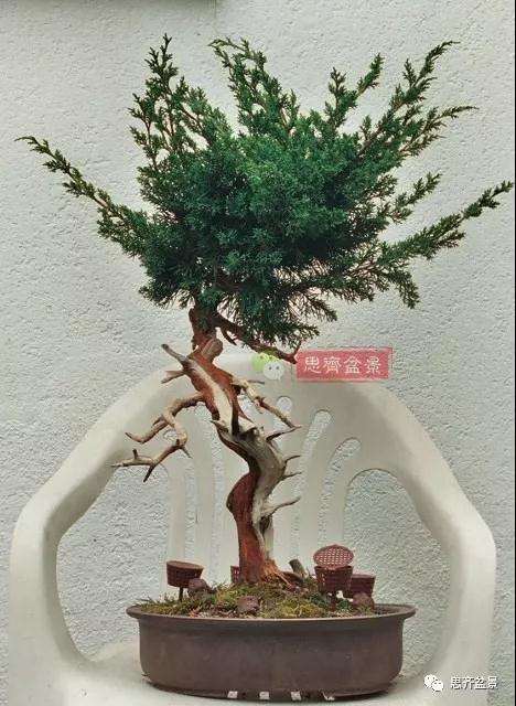 真柏盆景怎么制作成型的过程