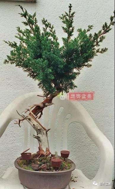 真柏盆景怎么制作成型的过程