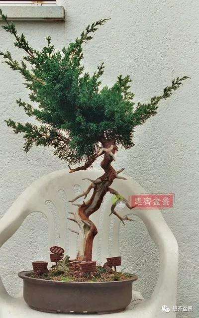 真柏盆景怎么制作成型的过程