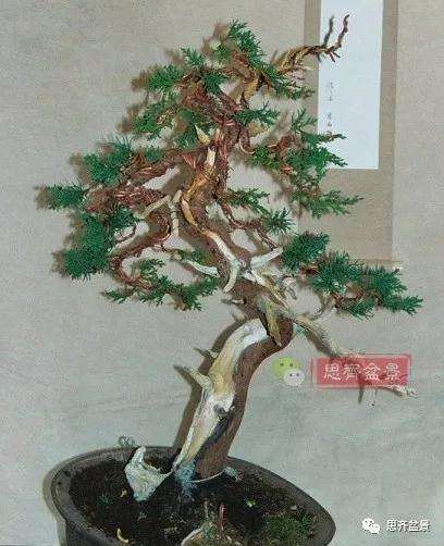 真柏盆景怎么制作成型的过程