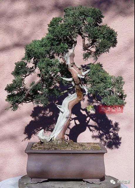 真柏盆景怎么制作成型的过程