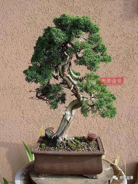 真柏盆景怎么制作成型的过程