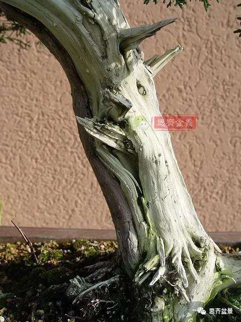真柏盆景怎么制作成型的过程