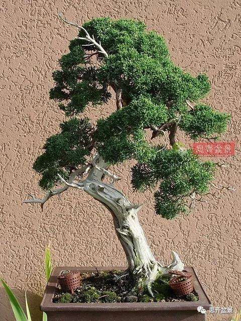 真柏盆景怎么制作成型的过程