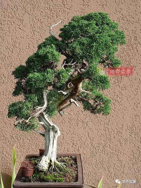 真柏盆景怎么制作成型的过程