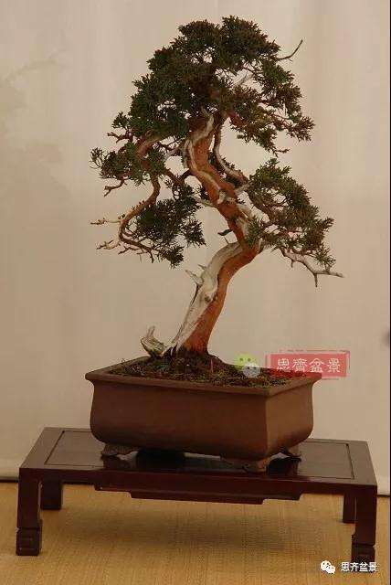 真柏盆景怎么制作成型的过程