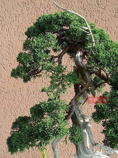真柏盆景怎么制作成型的过程