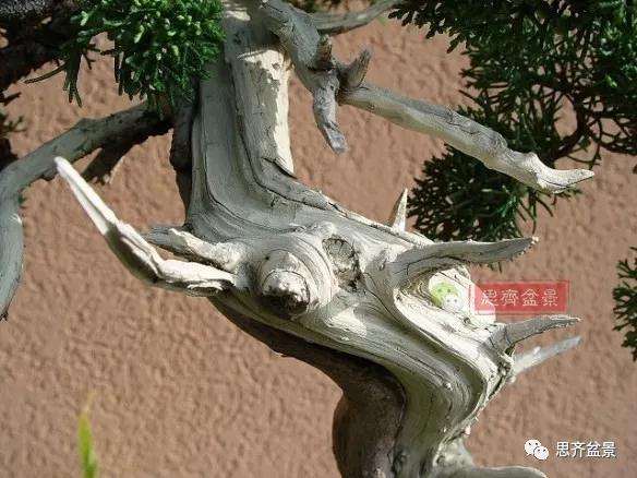 真柏盆景怎么制作成型的过程