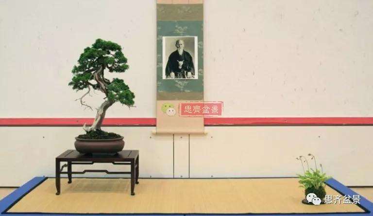 真柏盆景怎么制作成型的过程