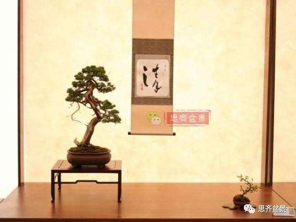 真柏盆景怎么制作成型的过程