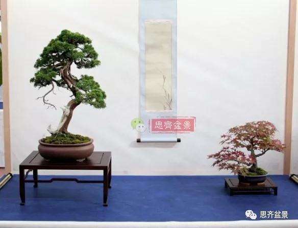 真柏盆景怎么制作成型的过程