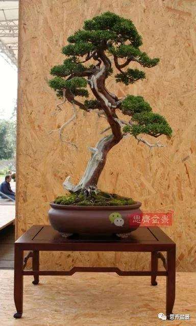 真柏盆景怎么制作成型的过程