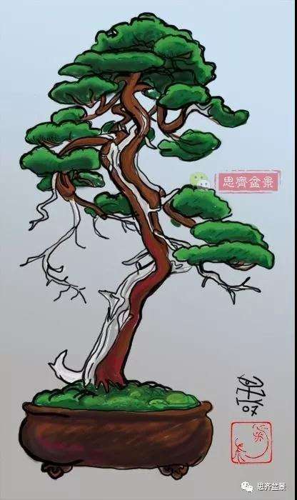 真柏盆景怎么制作成型的过程