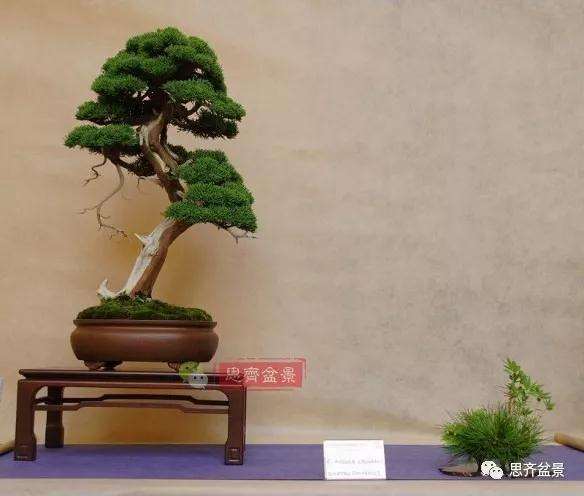 真柏盆景怎么制作成型的过程