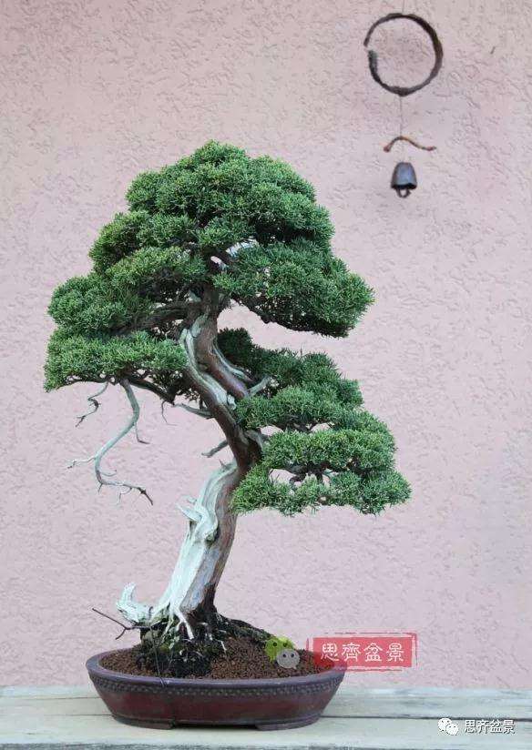 真柏盆景怎么制作成型的过程