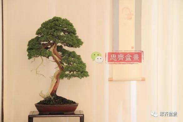 真柏盆景怎么制作成型的过程