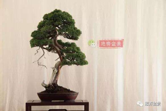 真柏盆景怎么制作成型的过程