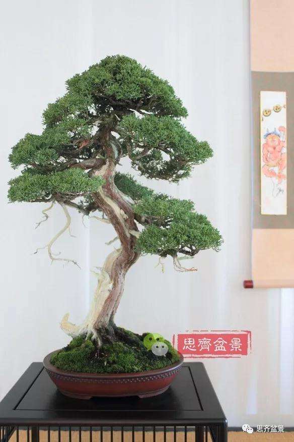 真柏盆景怎么制作成型的过程