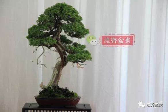 真柏盆景怎么制作成型的过程