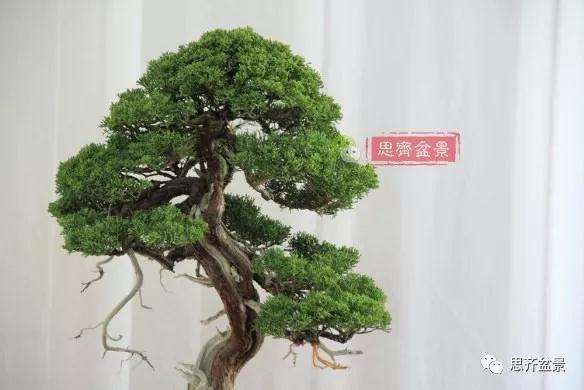 真柏盆景怎么制作成型的过程