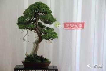 图解 真柏盆景怎么制作成型的过程