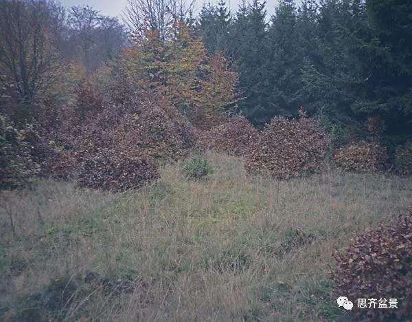 山毛榉盆景怎么制作成型的过程