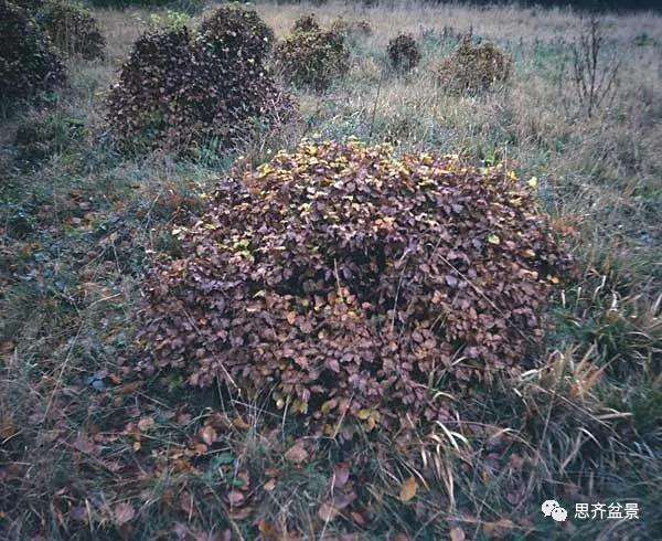 山毛榉盆景怎么制作成型的过程