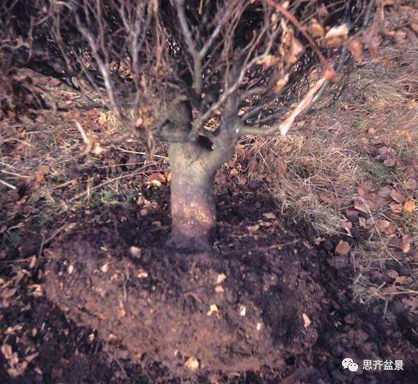 山毛榉盆景怎么制作成型的过程