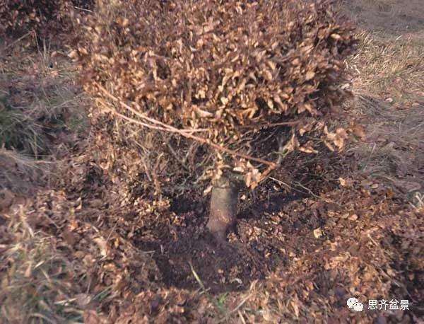 山毛榉盆景怎么制作成型的过程