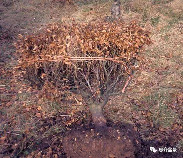 山毛榉盆景怎么制作成型的过程