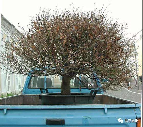 山毛榉盆景怎么制作成型的过程