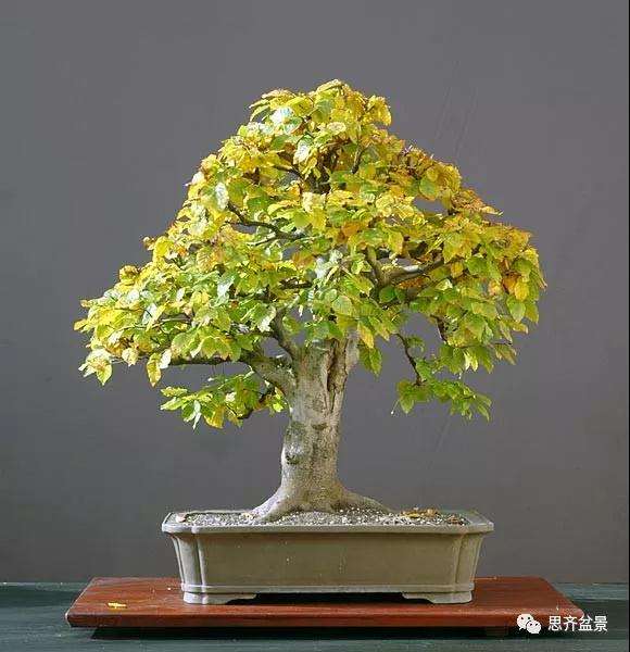 山毛榉盆景怎么制作成型的过程