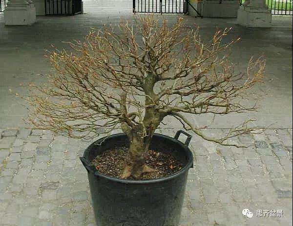 山毛榉盆景怎么制作成型的过程