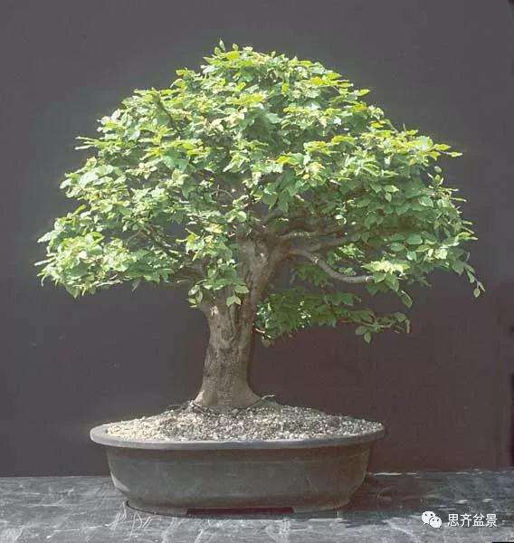 山毛榉盆景怎么制作成型的过程
