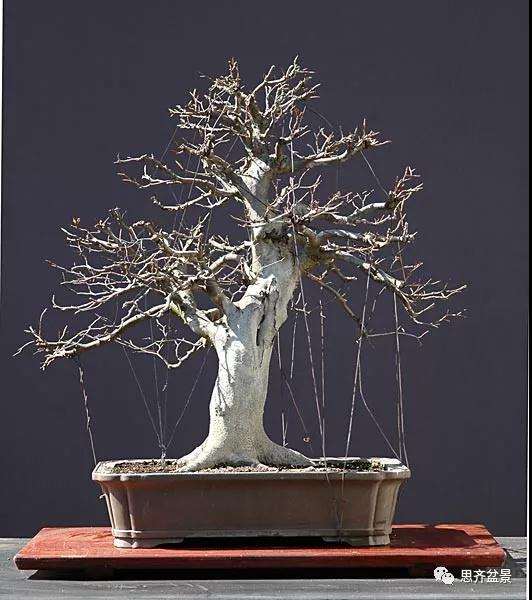 山毛榉盆景怎么制作成型的过程