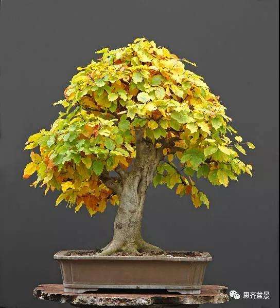 山毛榉盆景怎么制作成型的过程