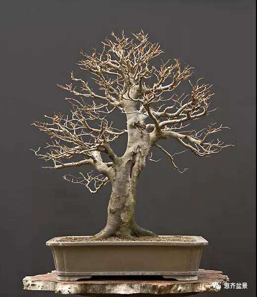 山毛榉盆景怎么制作成型的过程