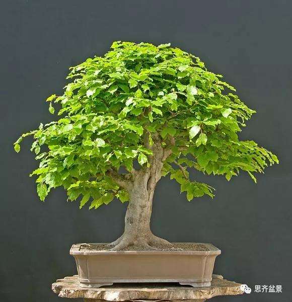 山毛榉盆景怎么制作成型的过程