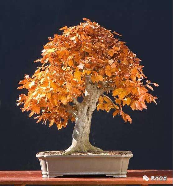 山毛榉盆景怎么制作成型的过程