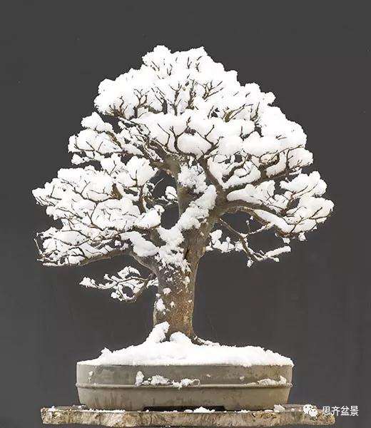 山毛榉盆景怎么制作成型的过程