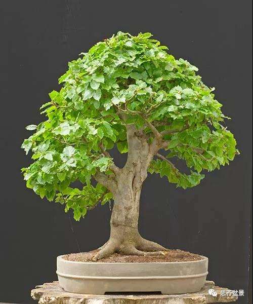 山毛榉盆景怎么制作成型的过程