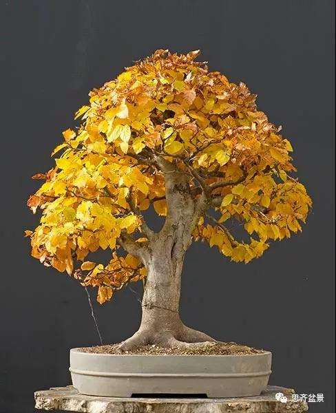 山毛榉盆景怎么制作成型的过程