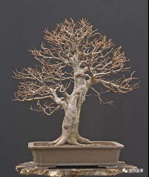 山毛榉盆景怎么制作成型的过程