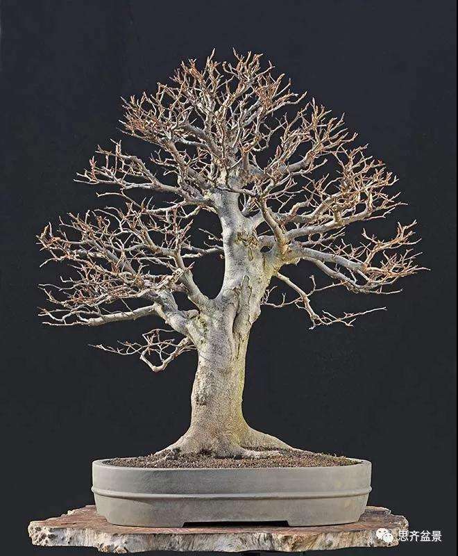 山毛榉盆景怎么制作成型的过程