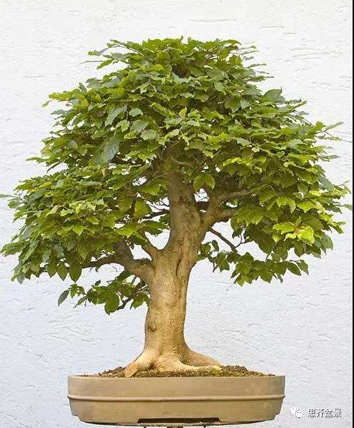 山毛榉盆景怎么制作成型的过程