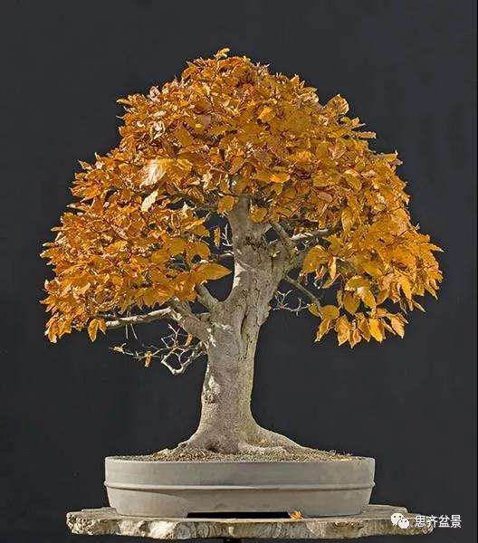山毛榉盆景怎么制作成型的过程