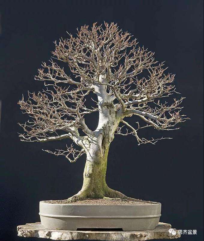 山毛榉盆景怎么制作成型的过程
