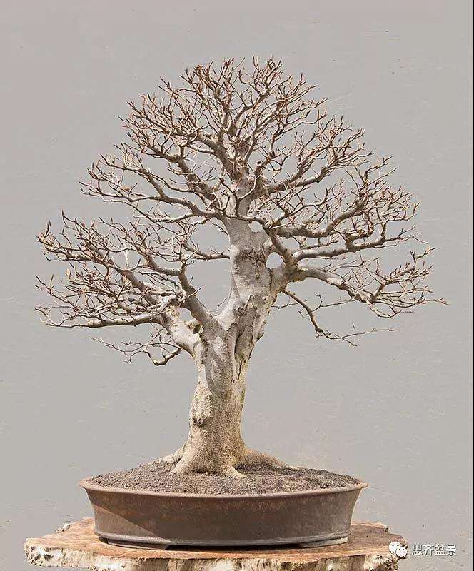 山毛榉盆景怎么制作成型的过程
